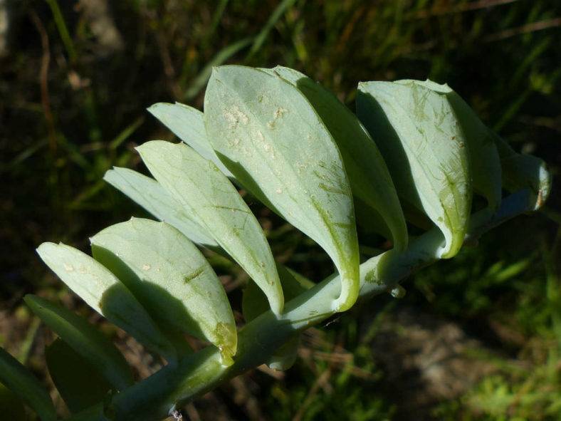 Curio muirii aka Senecio muirii