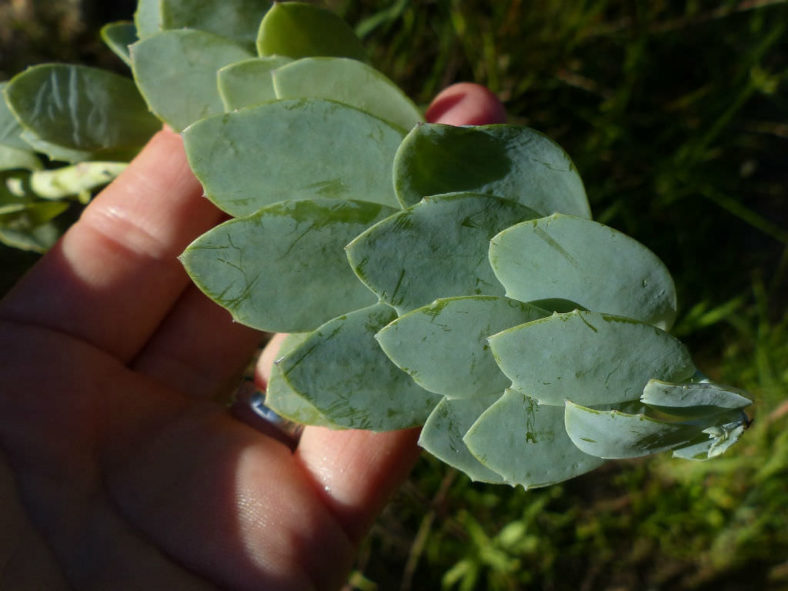 Curio muirii aka Senecio muirii