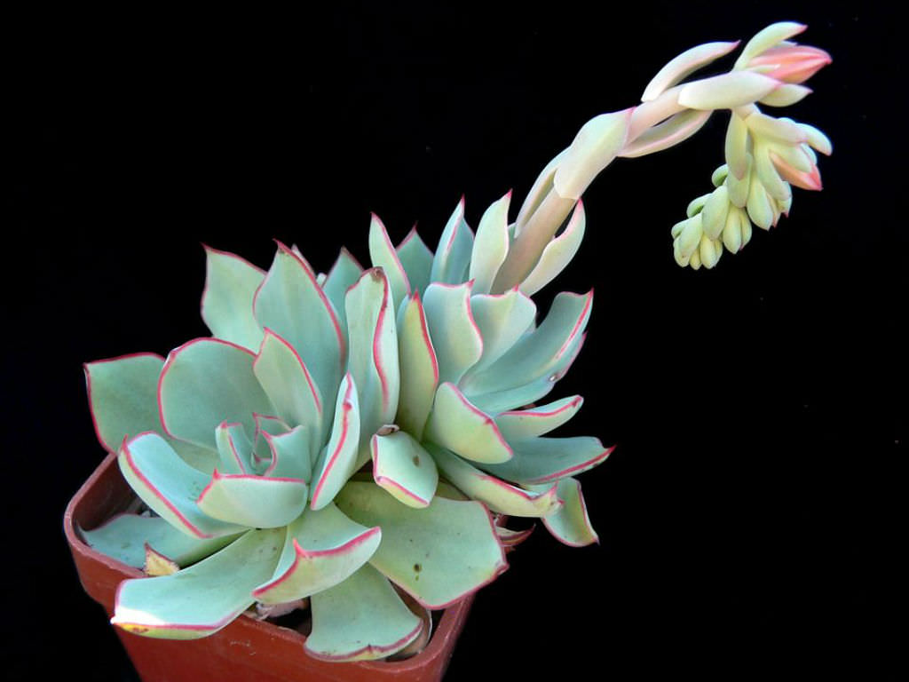 Echeveria strictiflora (Desert Savior)