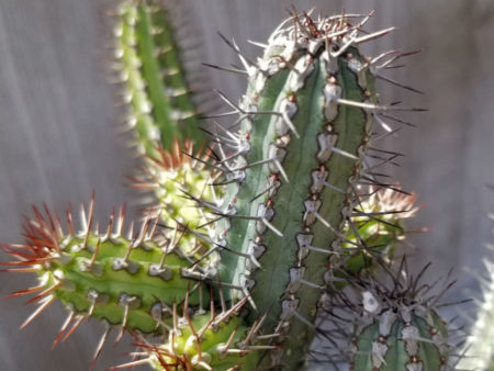 Euphorbia baioensis - World of Succulents