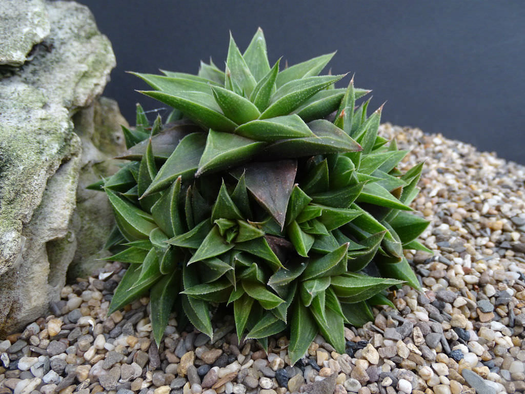 Haworthia angustifolia var. baylissii aka Haworthia baylissii