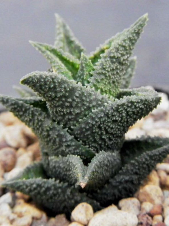 Haworthiopsis granulata