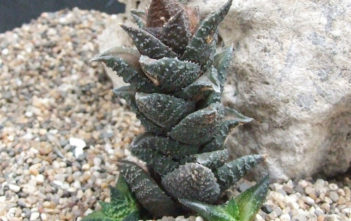Haworthiopsis granulata Haworthiopsis granulata