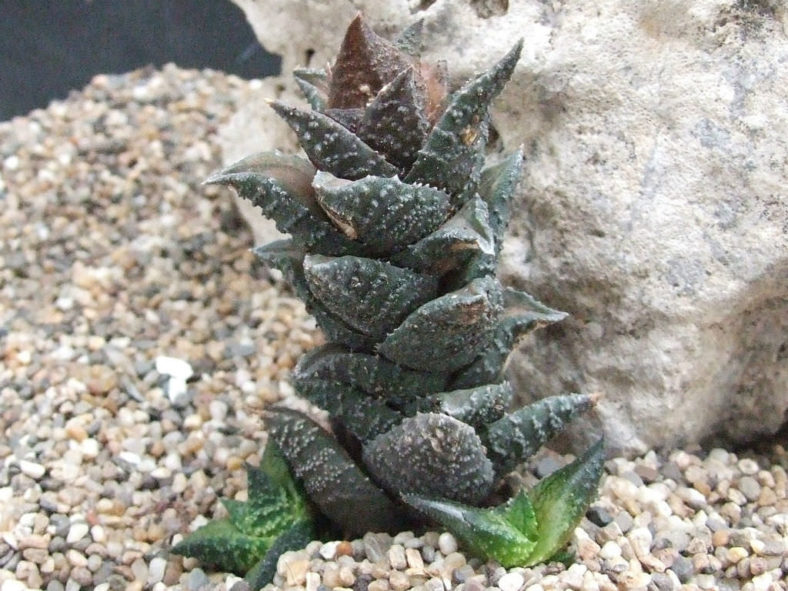 Haworthiopsis granulata