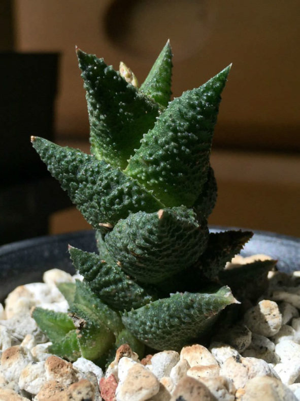 Haworthiopsis granulata