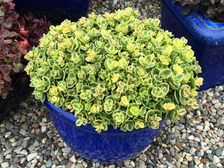 Hylotelephium 'Lime Twister' aka Sedum 'Lime Twister'