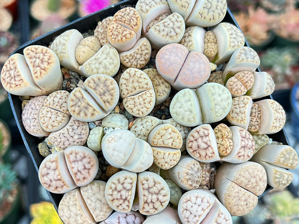 Lithops grow and care