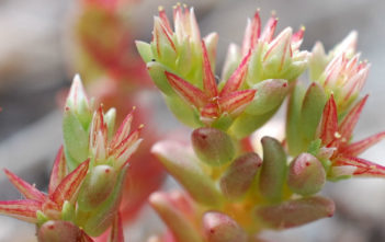 Sedum caespitosum (Broad-leaved Stonecrop) Sedum caespitosum (Broad-leaved Stonecrop)