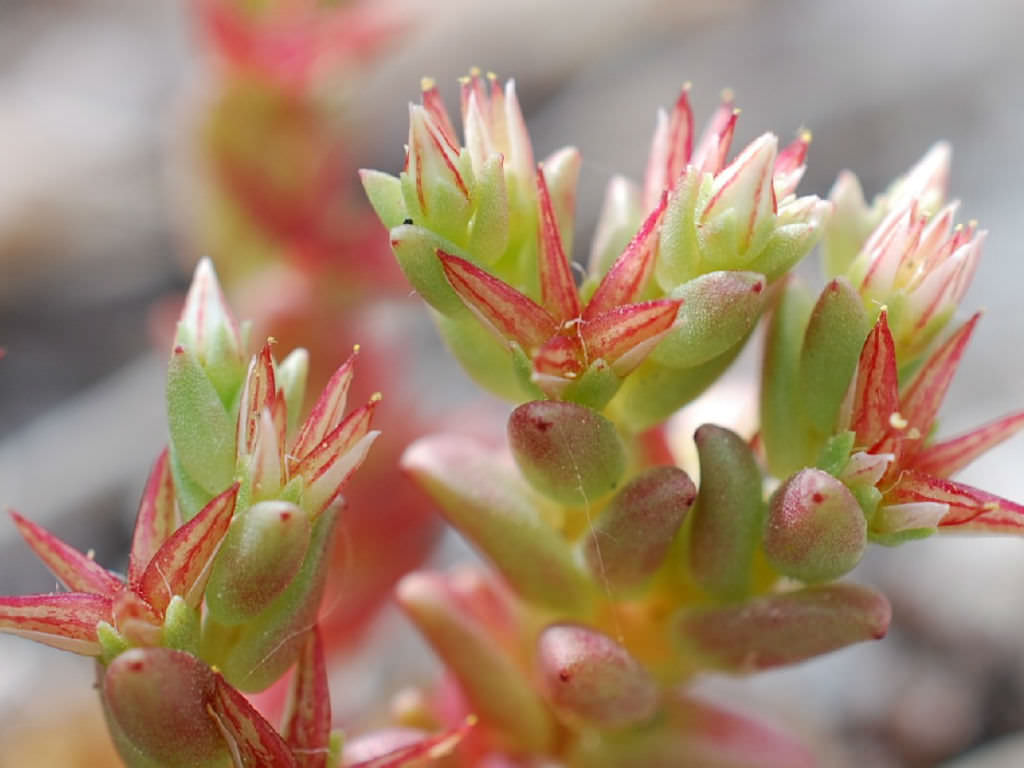 Sedum caespitosum (Broad-leaved Stonecrop)