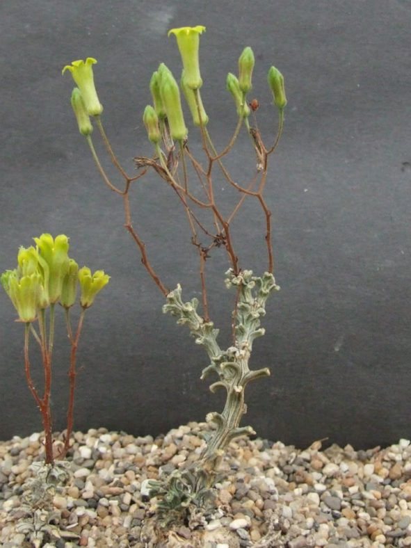 Tylecodon bayeri (Ribbed Butterbush)