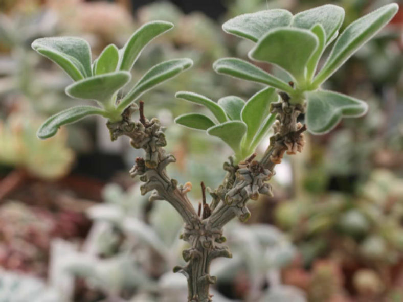 Tylecodon bayeri (Ribbed Butterbush)