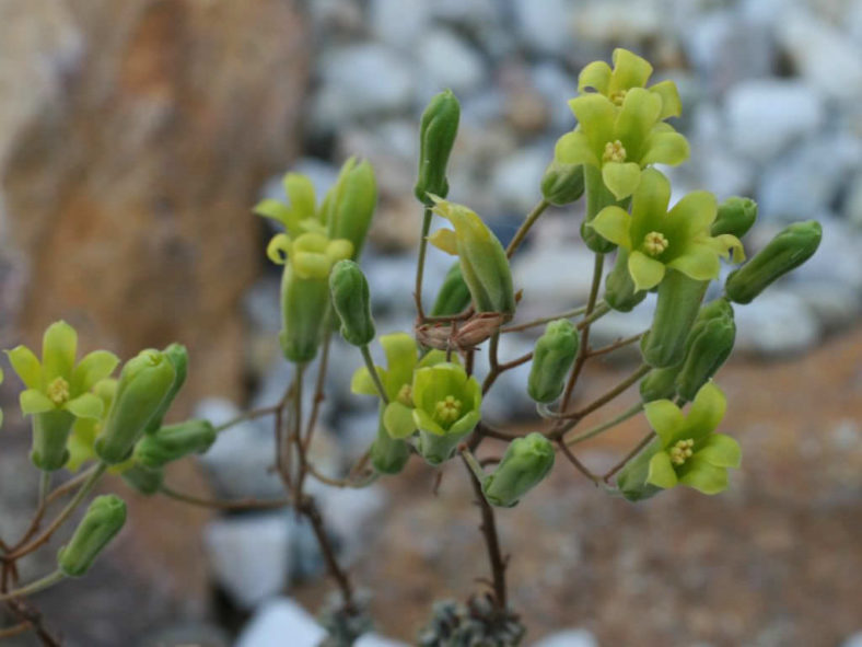 Tylecodon bayeri (Ribbed Butterbush)