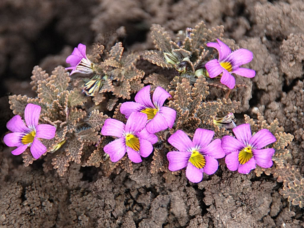 Viola chamaedrys