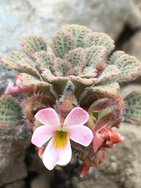 Viola philippii