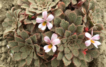 Viola philippii Viola philippii