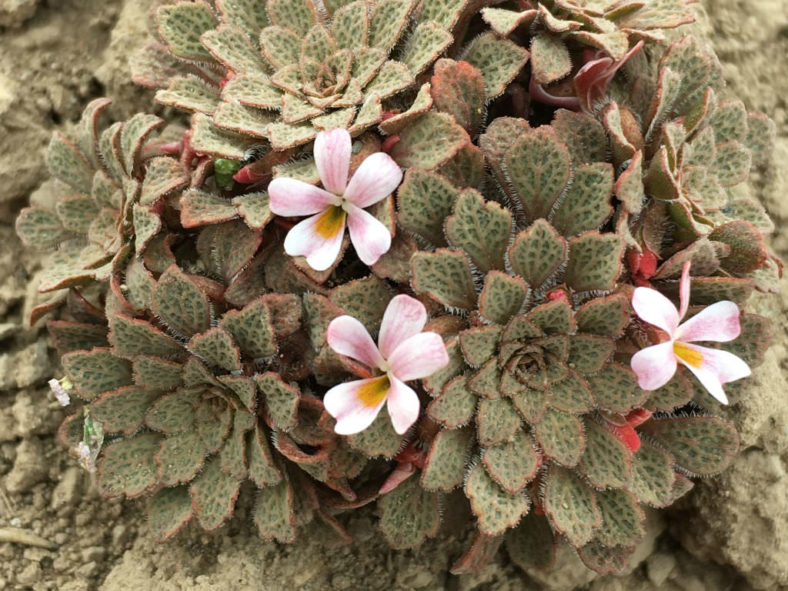 Viola philippii