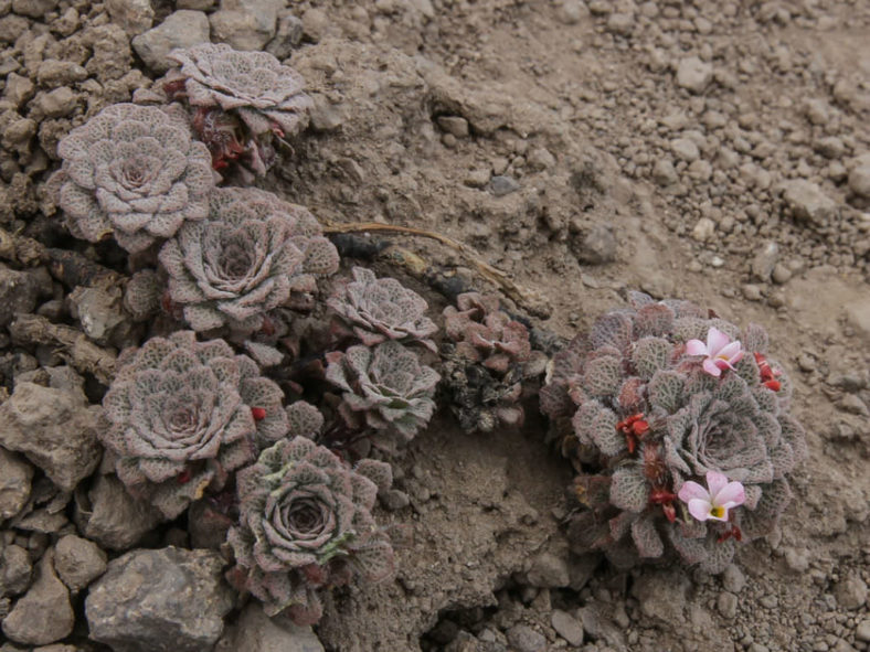 Viola philippii