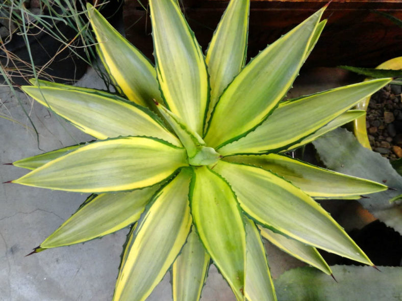 Agave 'Joe Hoak'