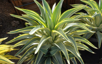 Agave 'Joe Hoak' Agave 'Joe Hoak'