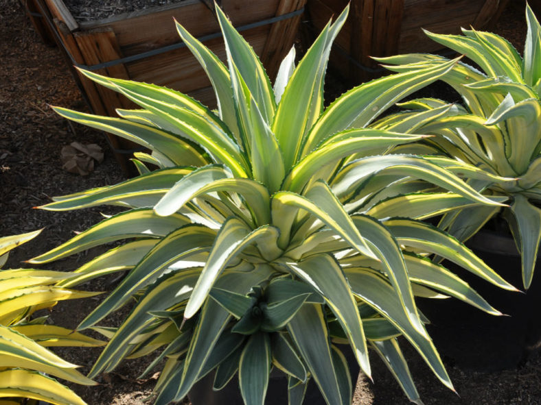 Agave 'Joe Hoak'