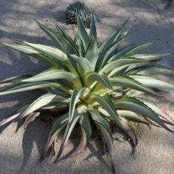 Agave 'Joe Hoak' - World of Succulents