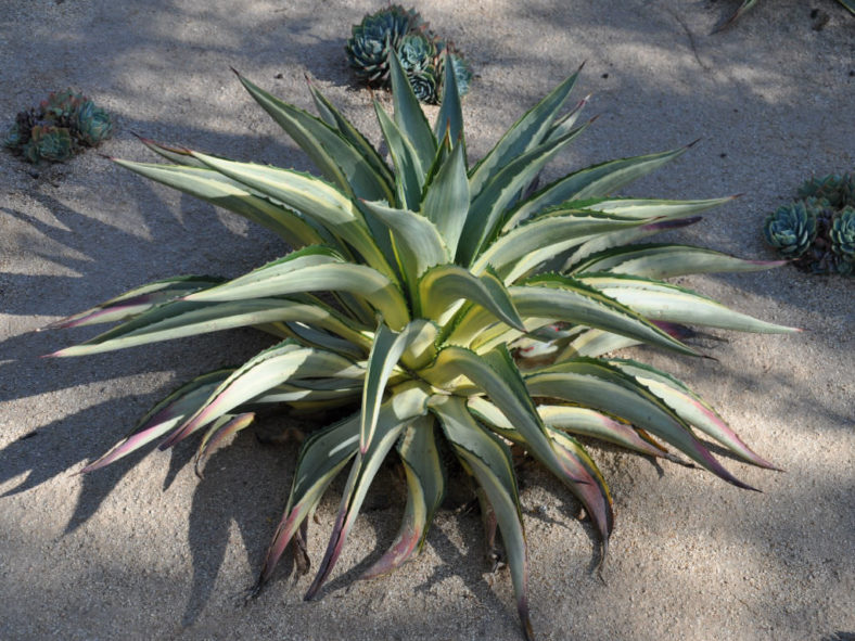 Agave 'Joe Hoak'