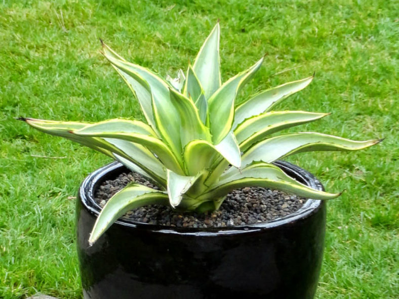 Agave 'Joe Hoak'