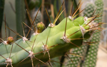 Cereus kroenleinii Cereus kroenleinii