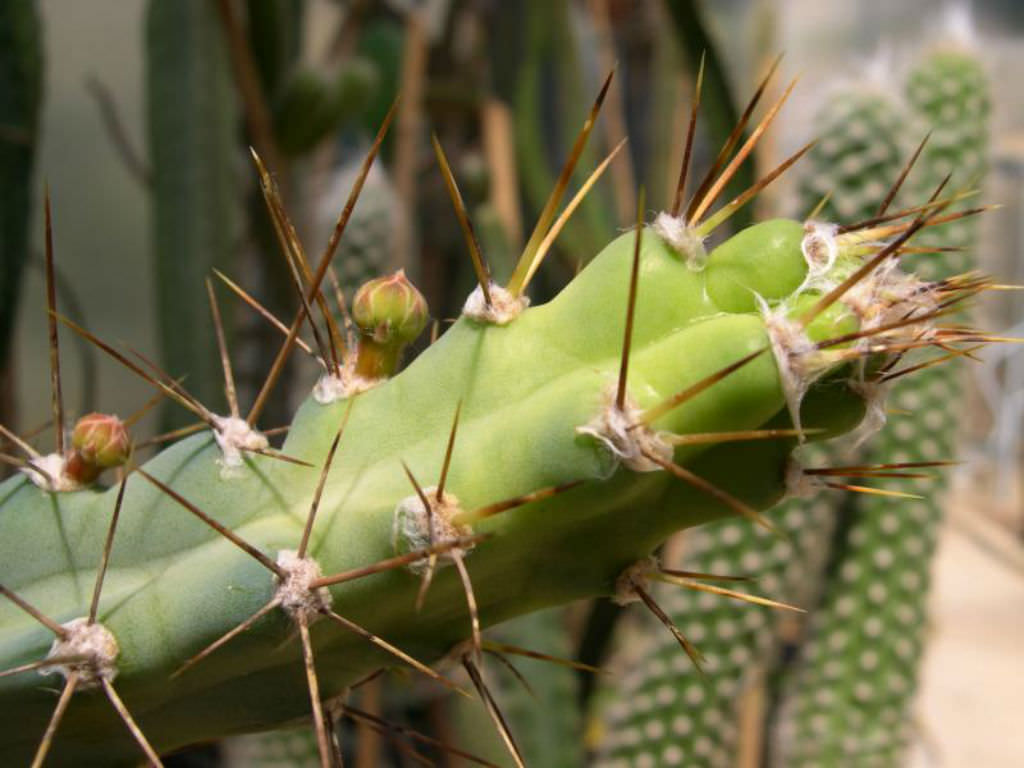 Cereus kroenleinii