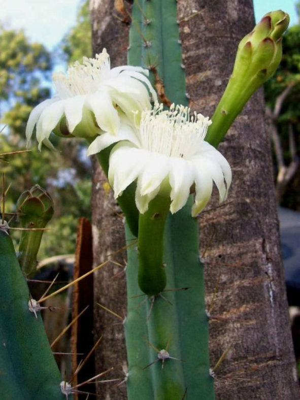 Cereus kroenleinii