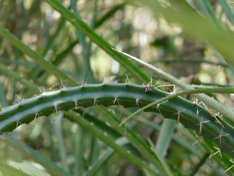 Cereus kroenleinii