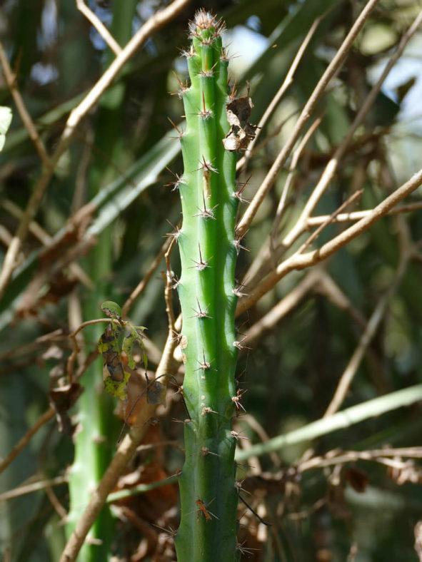 Cereus kroenleinii