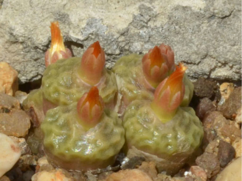 Conophytum angelicae