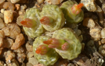 Conophytum angelicae Conophytum angelicae