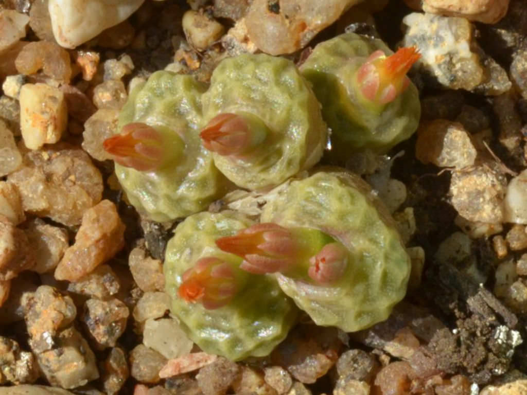 Conophytum angelicae