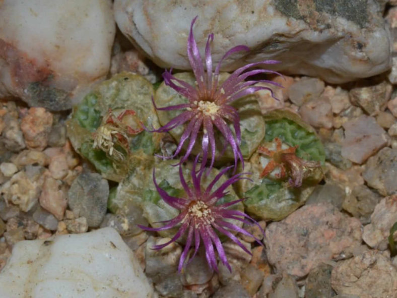 Conophytum angelicae