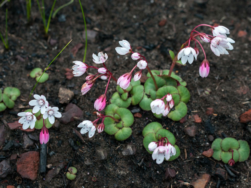 Crassula capensis (Cape Snowdrop)