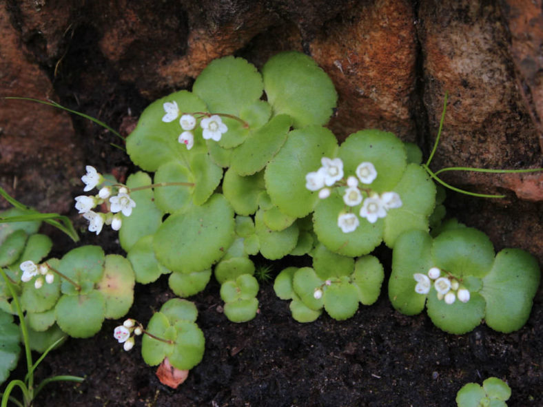 Crassula capensis (Cape Snowdrop)