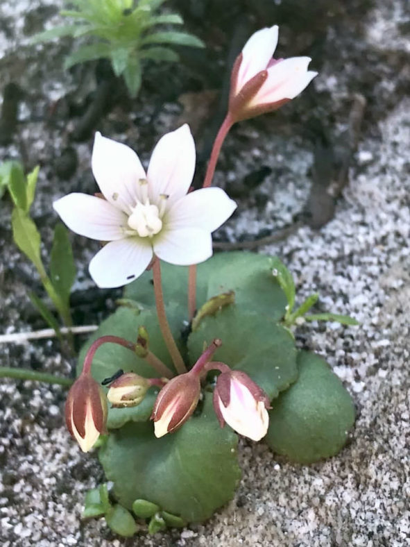 Crassula capensis (Cape Snowdrop)