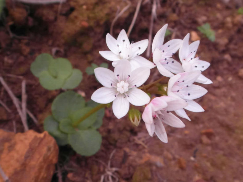 Crassula capensis (Cape Snowdrop)