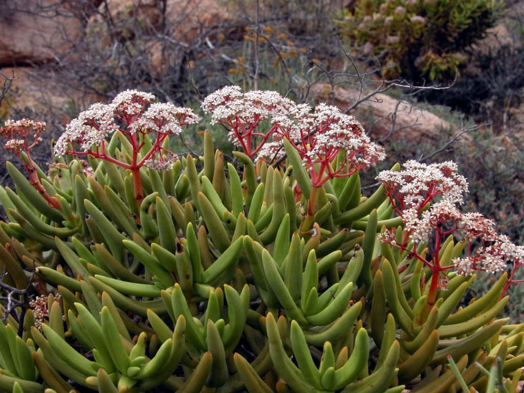 Crassula macowaniana كراسولا ماكوانيانا Crassula-macowaniana1