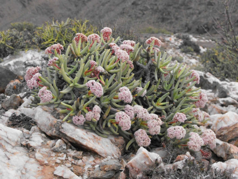 Crassula macowaniana