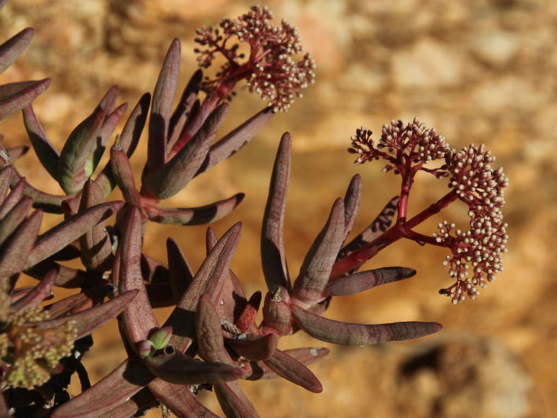 Crassula macowaniana