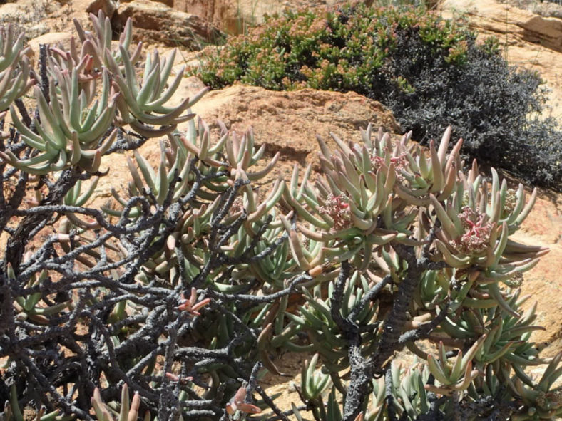 Crassula macowaniana