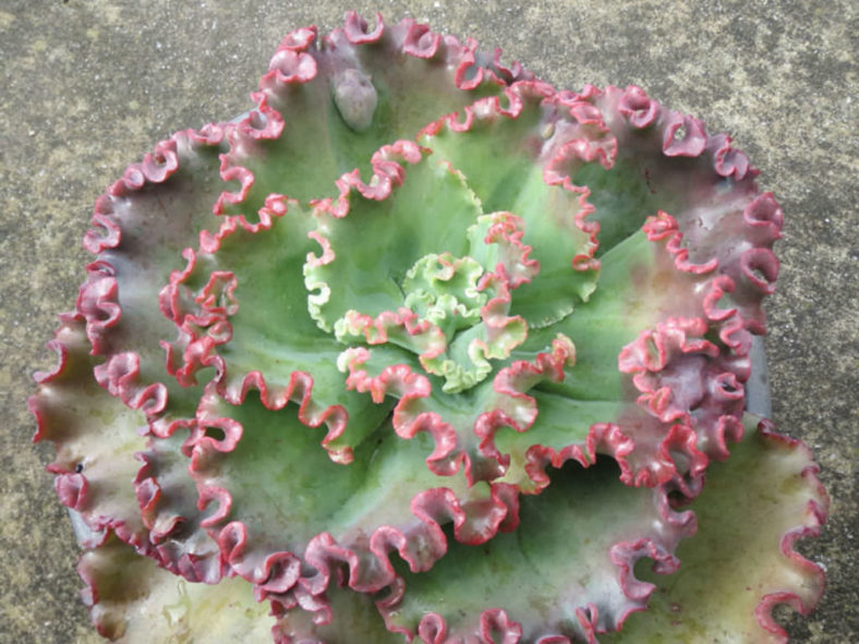 Echeveria 'Can Can'