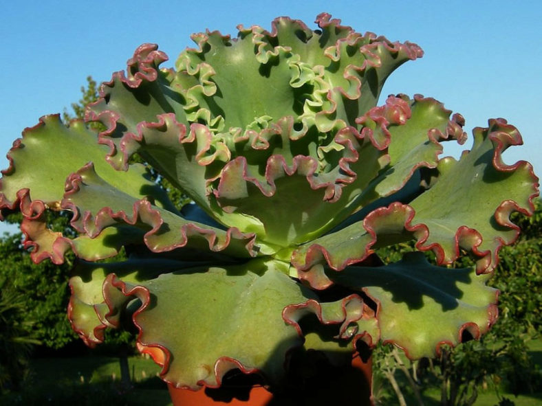 Echeveria 'Can Can'