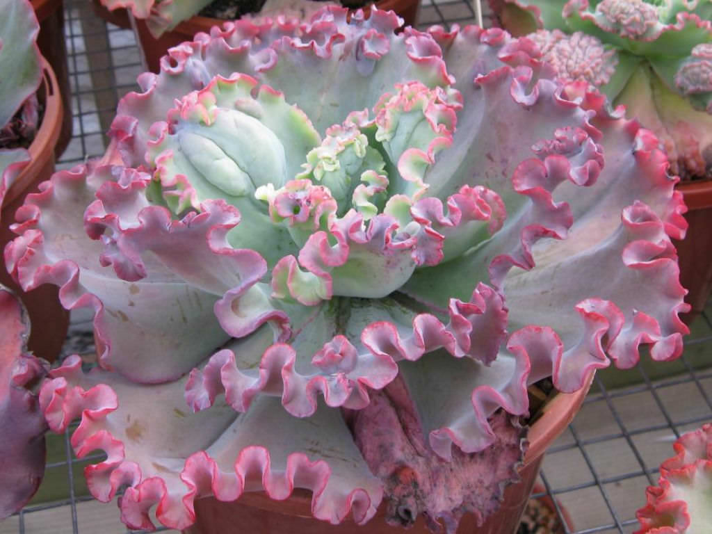 Echeveria 'Can Can'