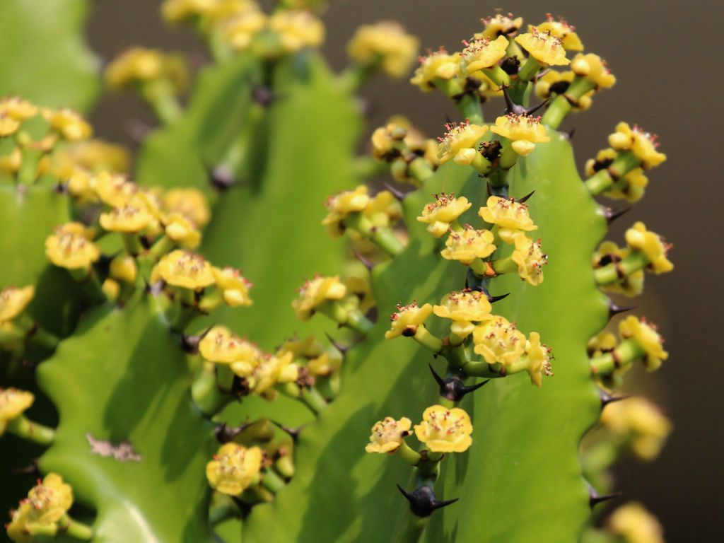 Euphorbia antiquorum (Antique Spurge)