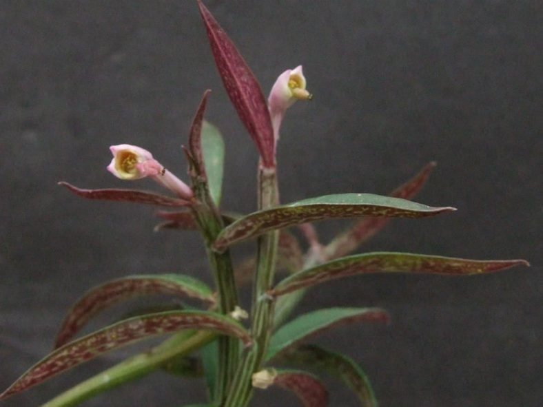 Euphorbia neorubella (Red Monadenium) aka Monadenium rubellum