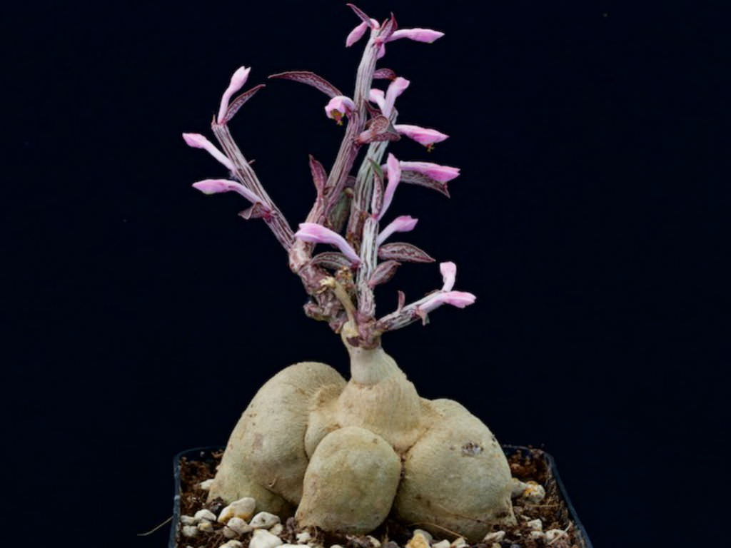 Euphorbia neorubella (Red Monadenium) aka Monadenium rubellum